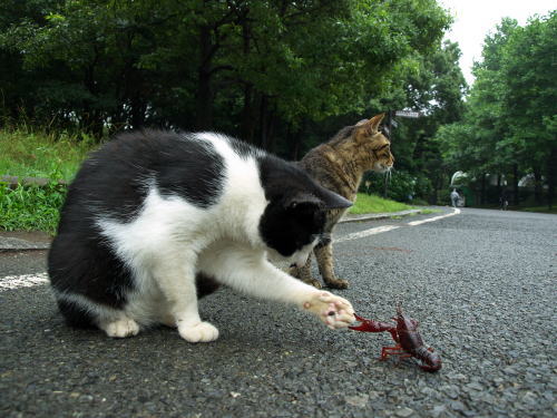 cat_meets_crawfish.jpg